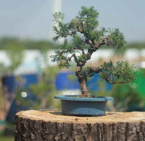 真柏休眠管理 真柏休眠管理