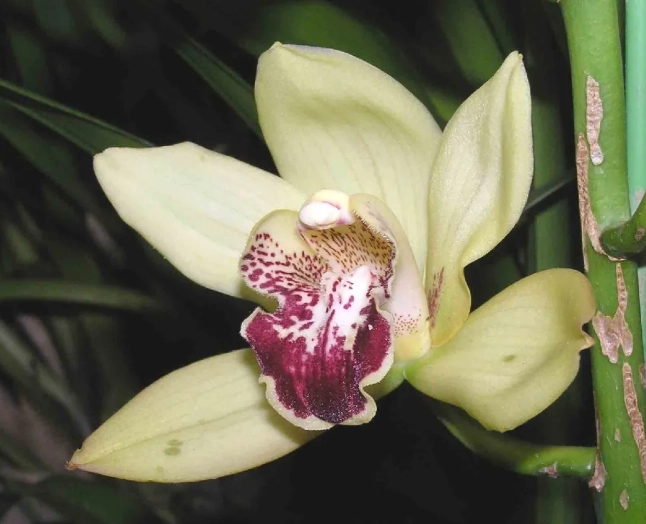 虎頭蘭種植方法