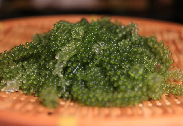 海蒲萄料理 海蒲萄料理