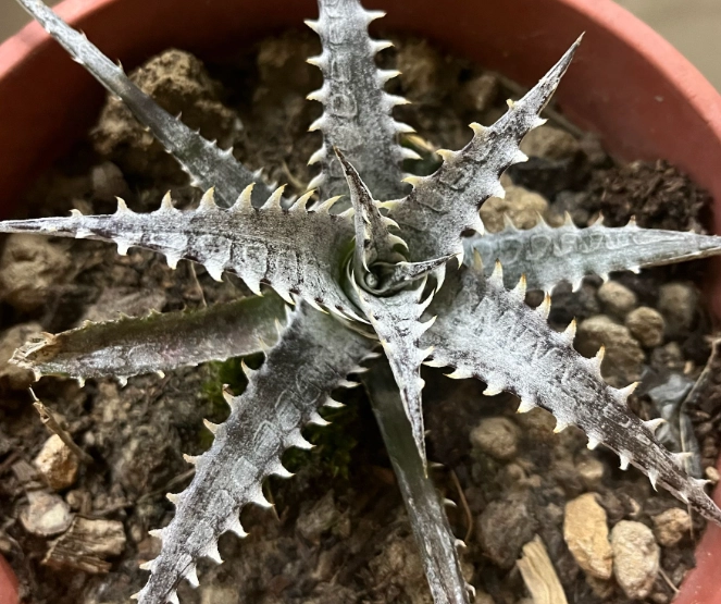 沙漠鳳梨照顧方法 沙漠鳳梨照顧方法