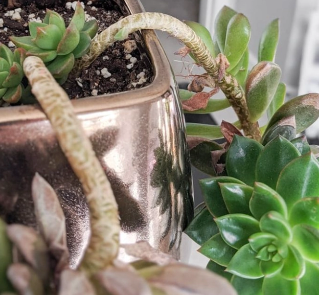 多肉植物倒伏處理 多肉植物倒伏處理