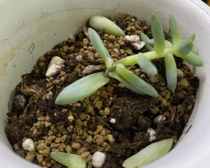 多肉植物倒伏處理 多肉植物倒伏處理