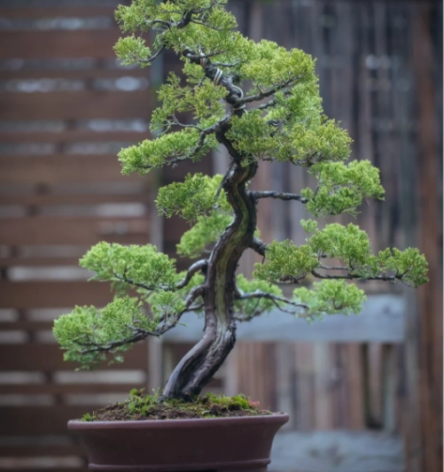 真柏冬季養護 真柏冬季養護