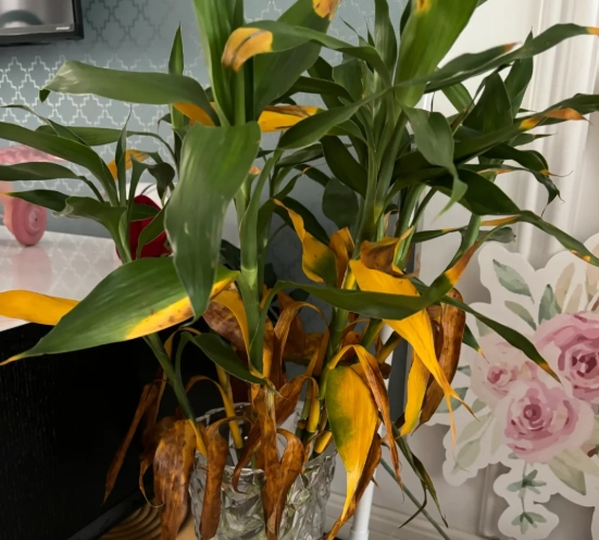 植物黃葉原因 植物黃葉原因