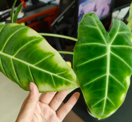 葉子不夠綠原因