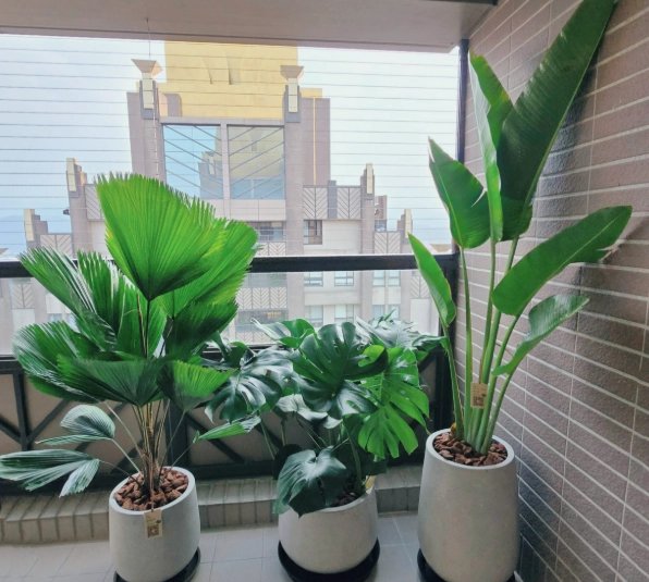 庭院植物選擇指南 庭院植物選擇指南