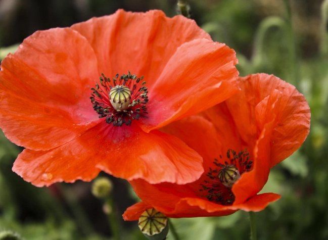 紅色花植物推薦