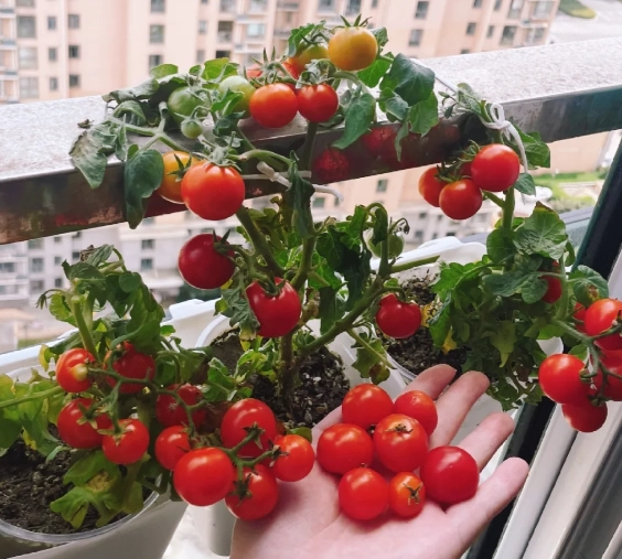 陽台種蕃茄