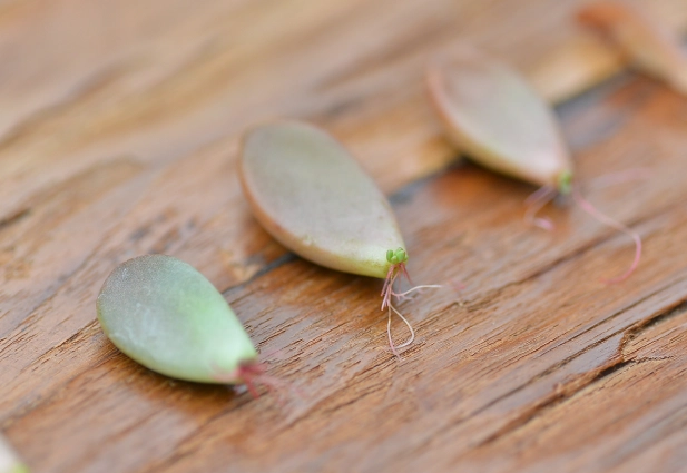 多肉發根技巧