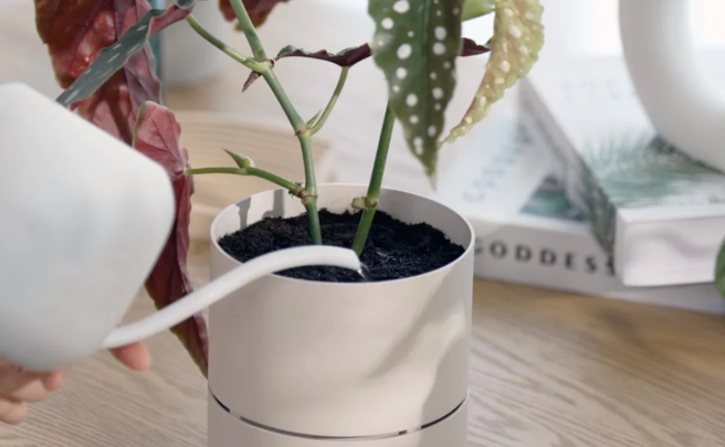 植物澿溫水 植物澿溫水