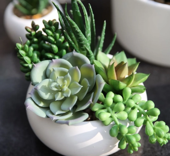 多肉植物常見問題