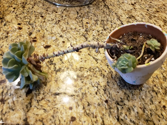 多肉倒了原因 多肉倒了原因