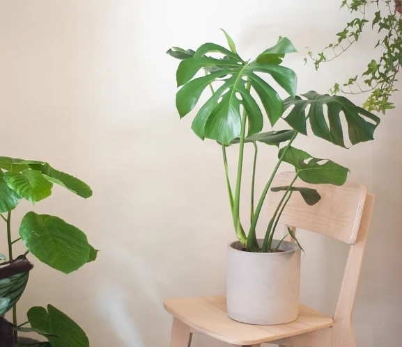 室內耐陰植物推薦