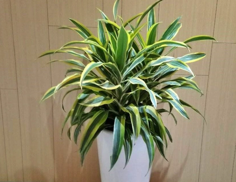 低光照植物照顧