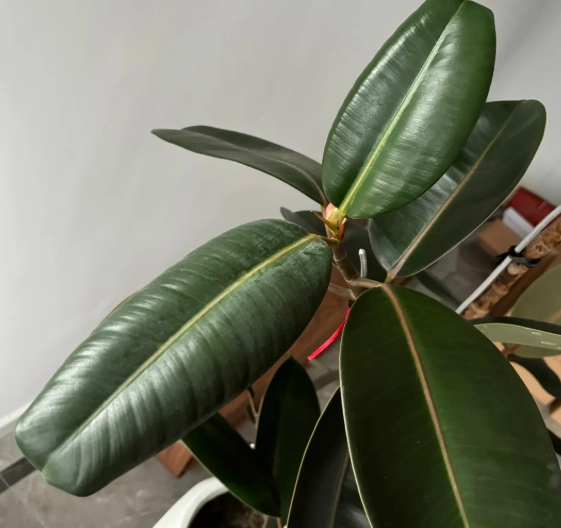 植物葉子捲曲原因 植物葉子捲曲原因