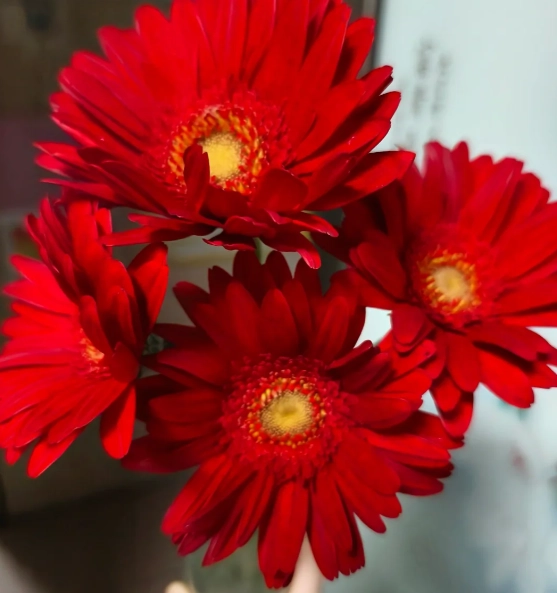 紅色菊花象徵 紅色菊花象徵