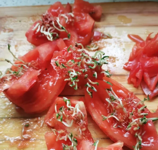 番茄發芽處理方法 番茄發芽處理方法