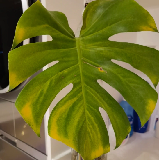 龜背竹葉子變黃