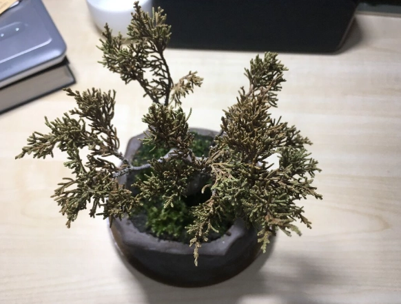 系魚川真柏養護 系魚川真柏養護