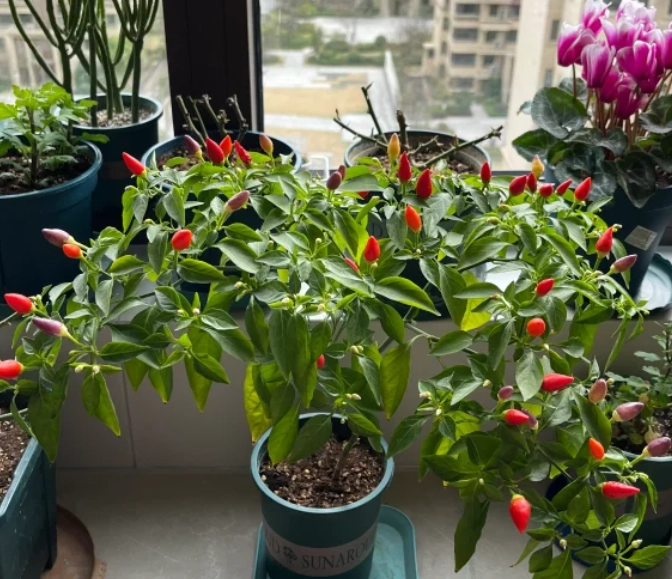 辣椒植物壽命延長 辣椒植物壽命延長