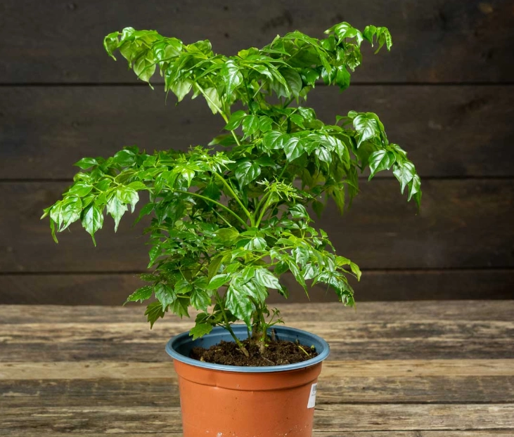 盆栽澆水方法 盆栽澆水方法