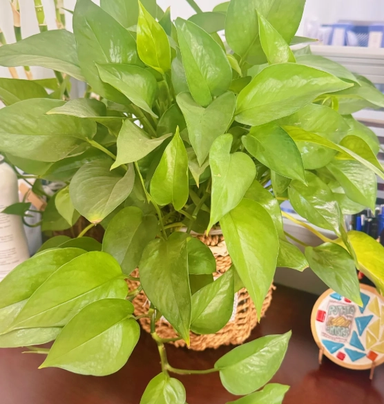 葉子不夠綠原因