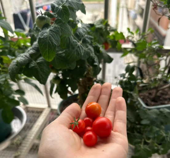 番茄種植技巧 番茄種植技巧