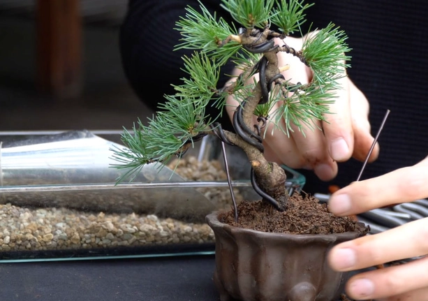 盆栽修剪技巧 盆栽修剪技巧