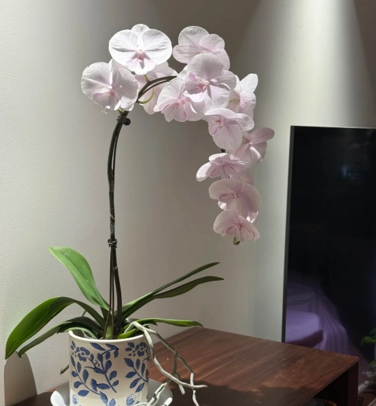 蝴蝶蘭品種介紹 蝴蝶蘭品種介紹