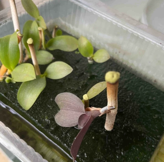 蝴蝶蘭分株技巧