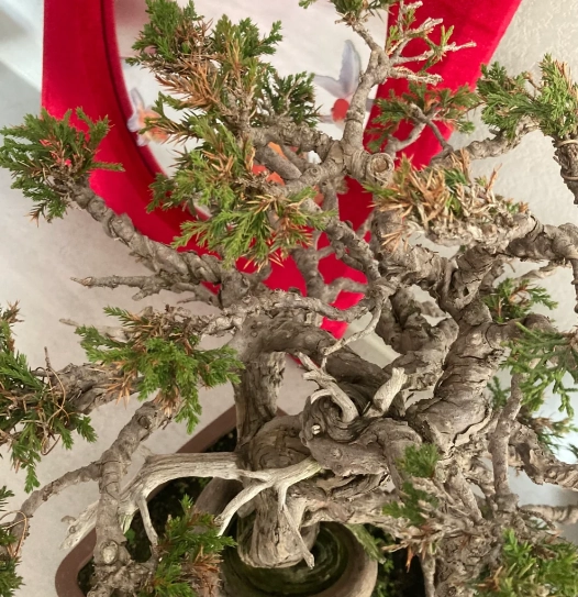 真柏病虫害處理 真柏病虫害處理