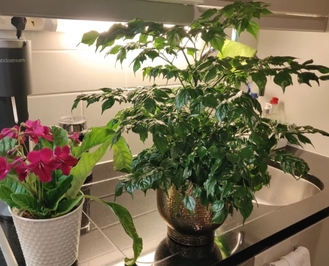 菜豆樹養護 菜豆樹養護