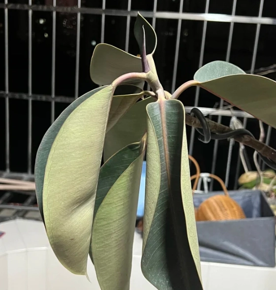 葉片捲曲處理 葉片捲曲處理