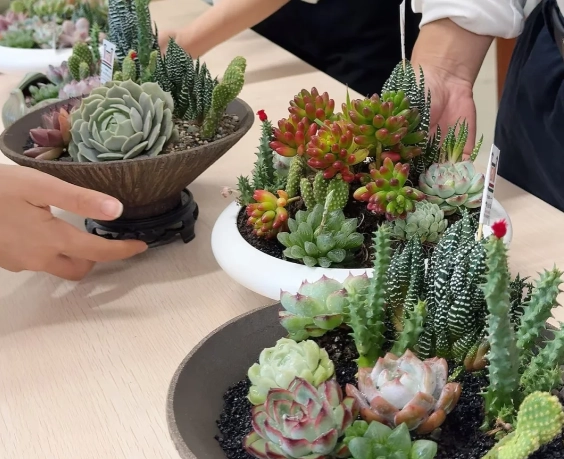 多肉植物佈置