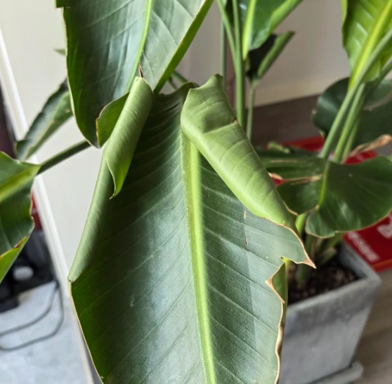 觀葉植物照顧技巧