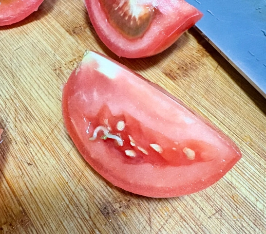 番茄發芽食用安全 番茄發芽食用安全