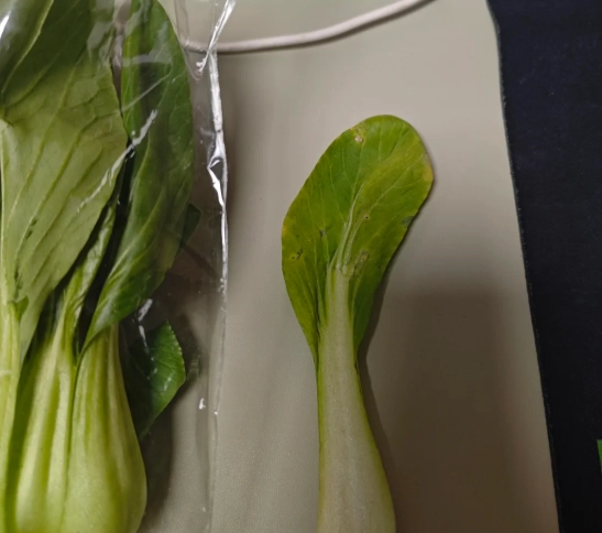 菜心保存方法 菜心保存方法