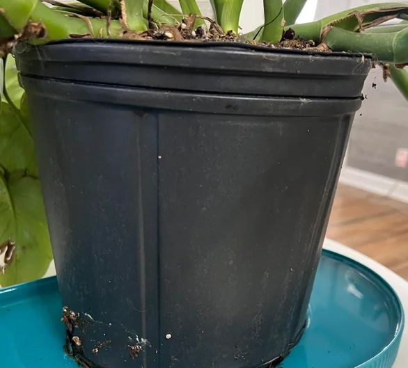 盆栽澆水方法 盆栽澆水方法