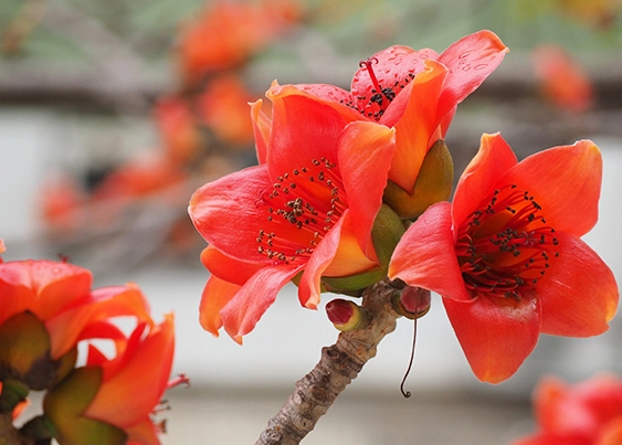 紅色花樹 紅色花樹