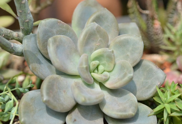 辦公室多肉植物