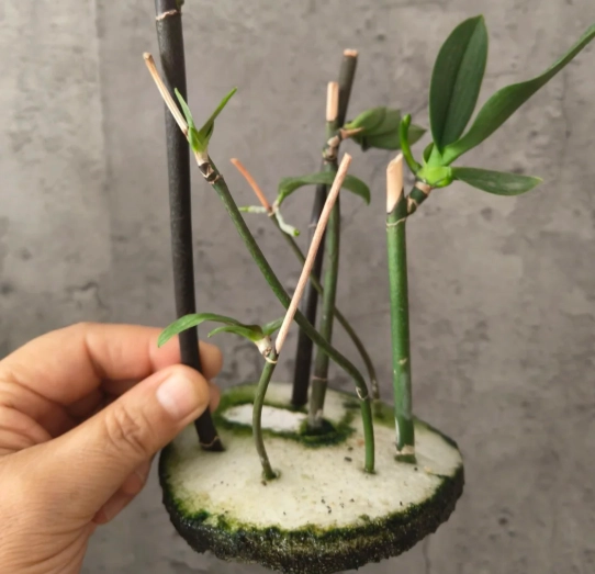 蝴蝶蘭繁殖方法