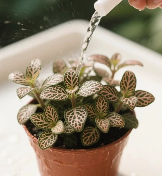 盆栽浇水技巧 盆栽浇水技巧