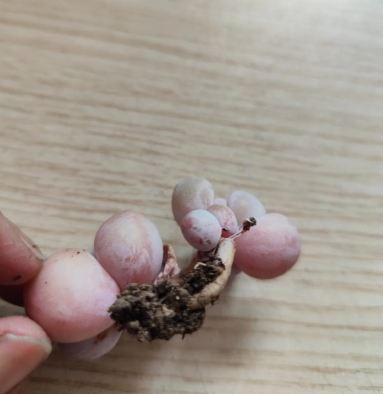 多肉植物救活方法