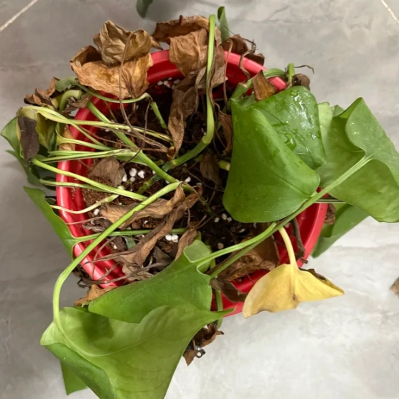 植物照顧常見問題