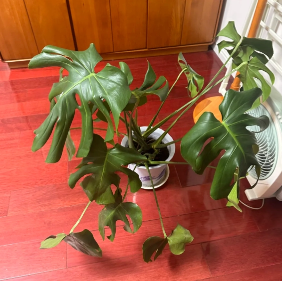 植物葉子捲曲症狀