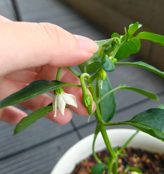 辣椒摘心好處 辣椒摘心好處