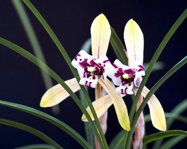 台灣蘭花品種 台灣蘭花品種