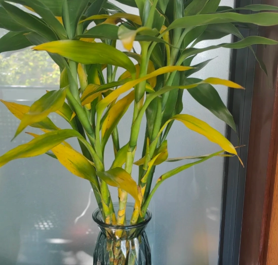 富貴竹變黃 富貴竹變黃