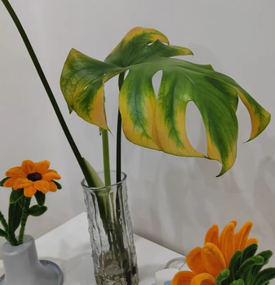 水培龜背葉變黃 水培龜背葉變黃