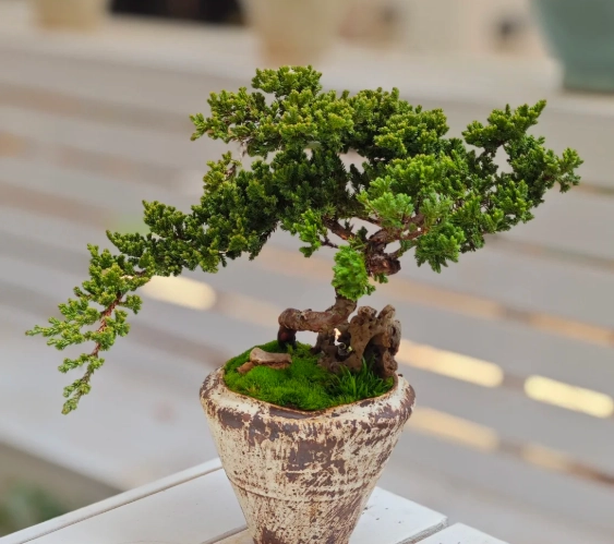 珍珠柏常見問題